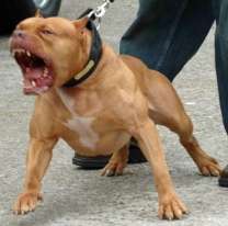 "Ladraban pero no mordían": acusan a tres pitbulls de matar a un nene