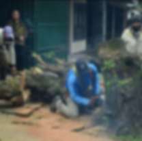 Podaban un árbol y le cayó un tronco en la cabeza, murió en el acto